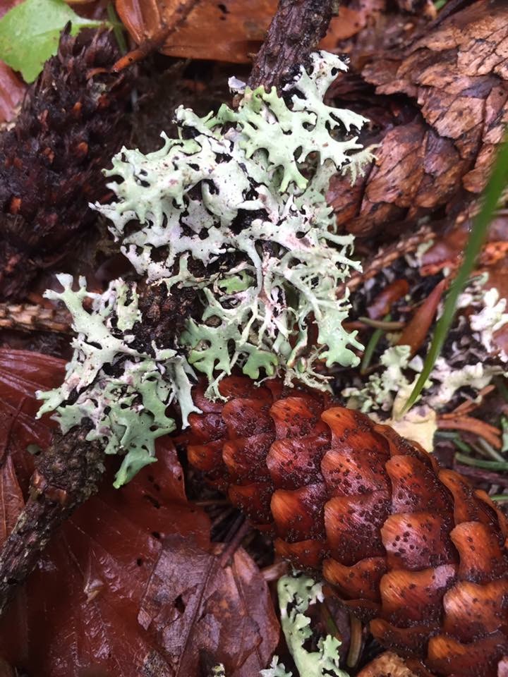 Loving the colours of lichens on fir cones