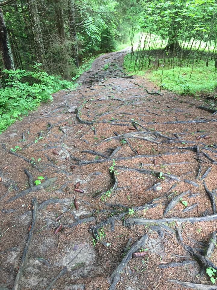 Surface roots shaping the path