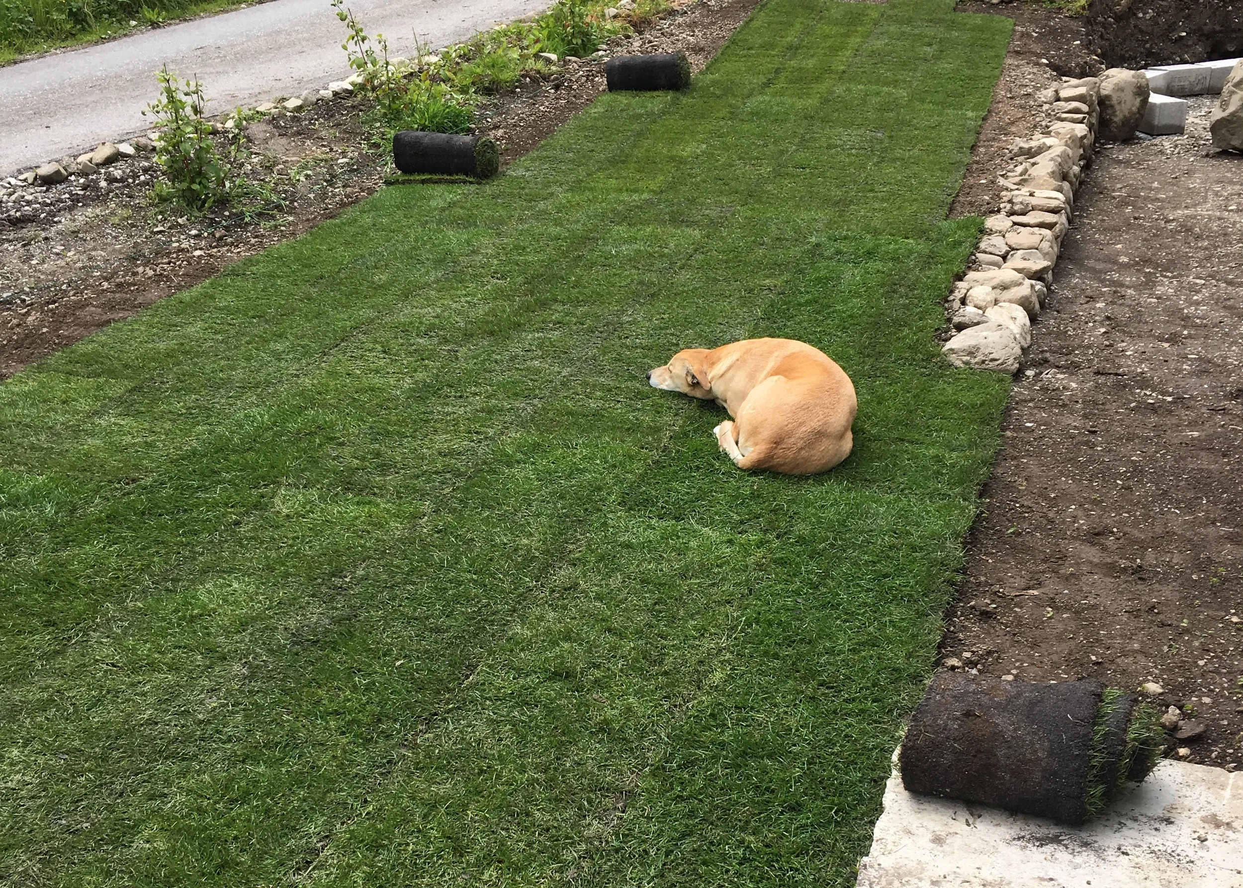 le chien aime la pelouse