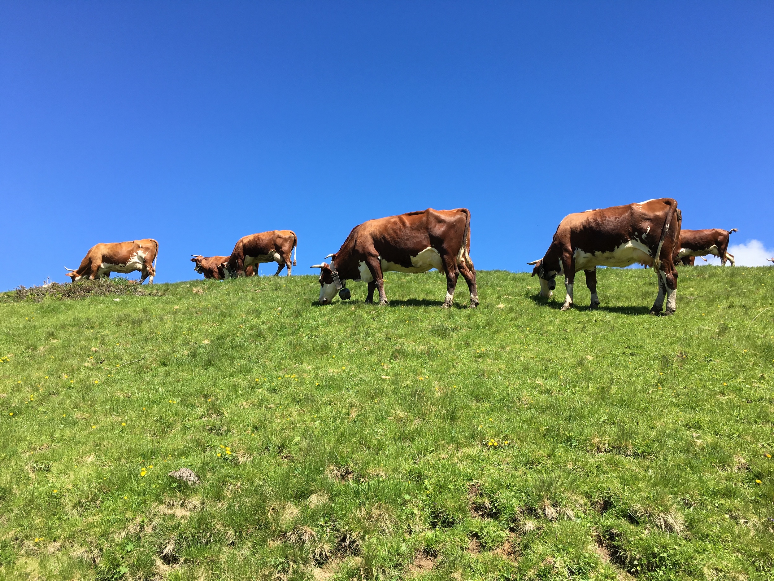Cows. Behaving like mountain goats.