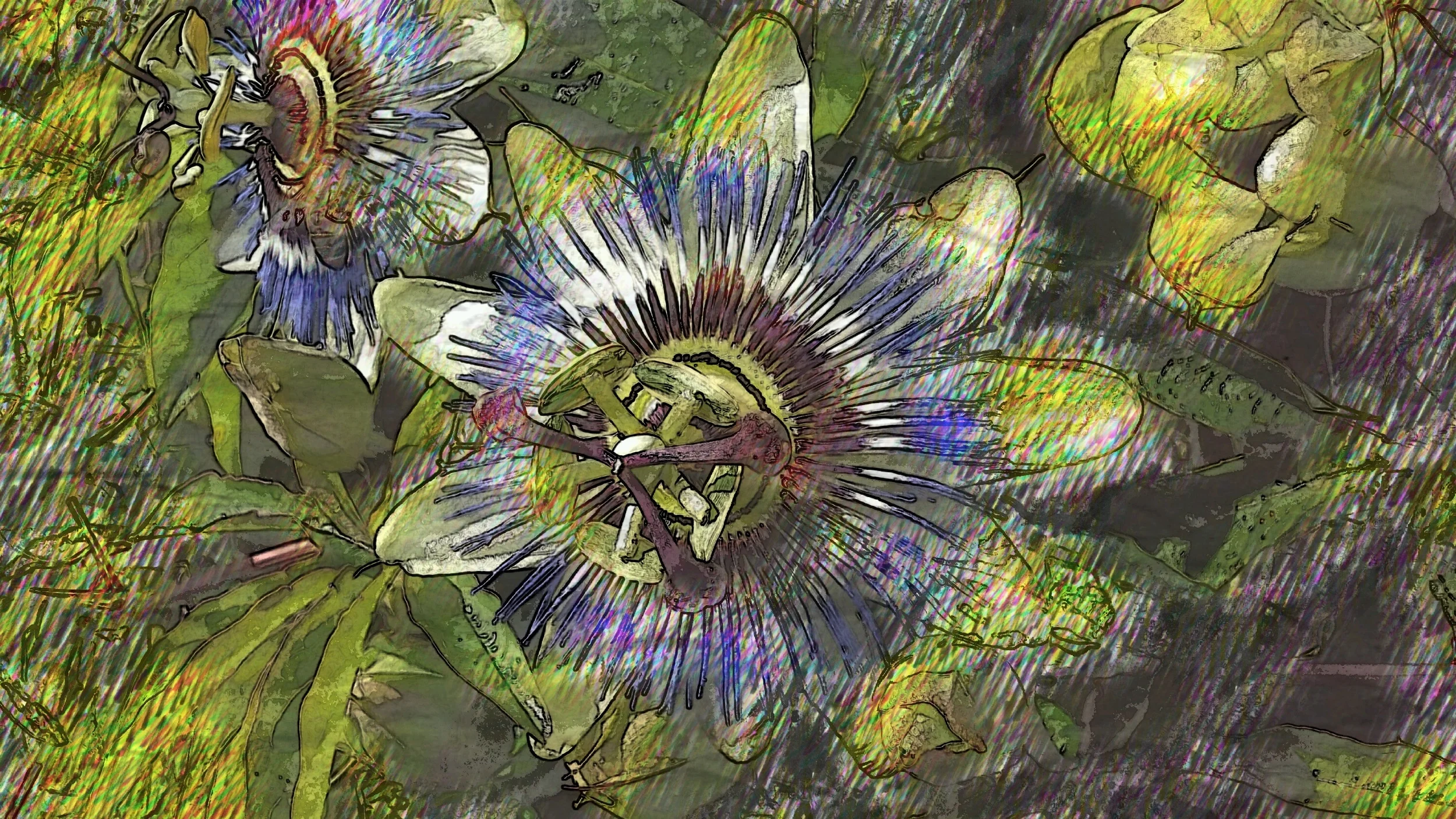 Passion Flower2.jpeg
