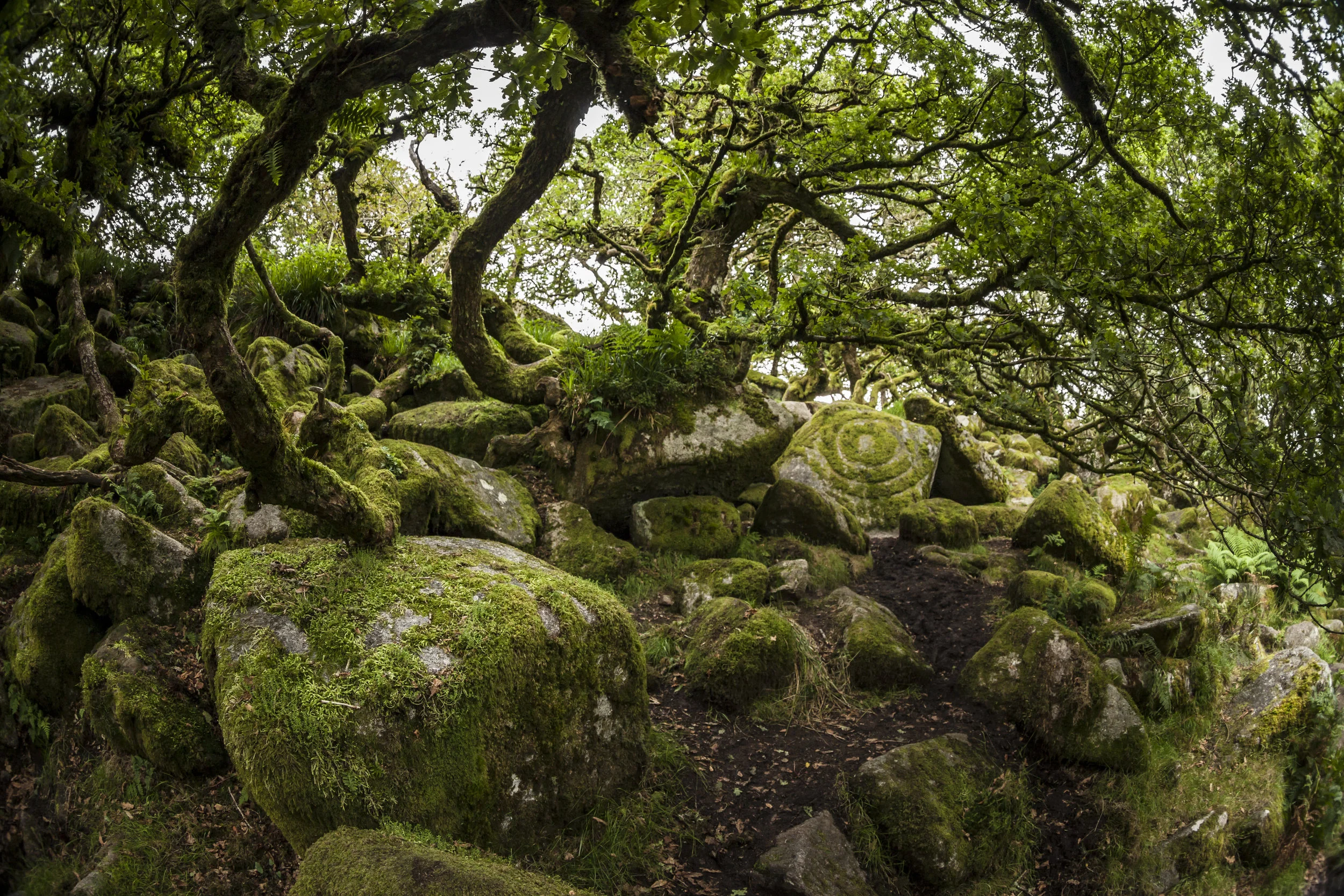 Wistman's Wood
