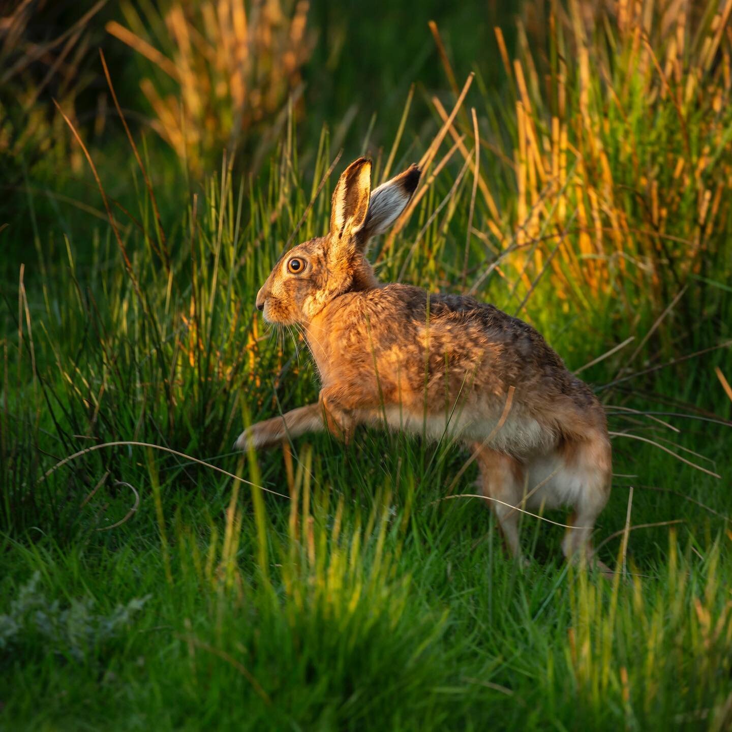 The wild eyes of a March hare! It&rsquo;s a relief to see the behaviour of the natural world adapting to the longer days. Singing birds gathering twigs and moss, open flowers and leaves beginning to break on the hawthorn, clouds of pollen blowing fro