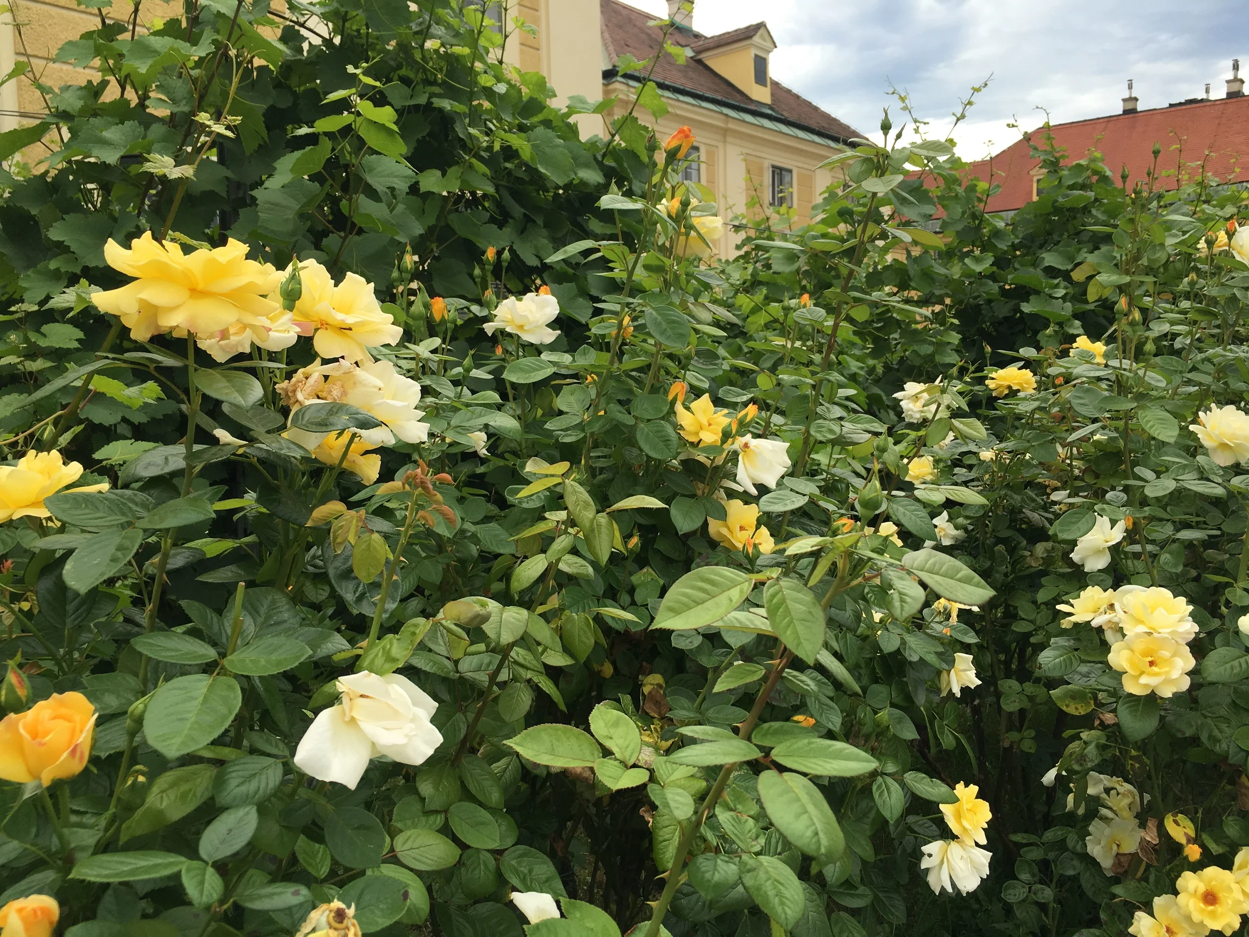 2016-07-21 16.06.37.jpg