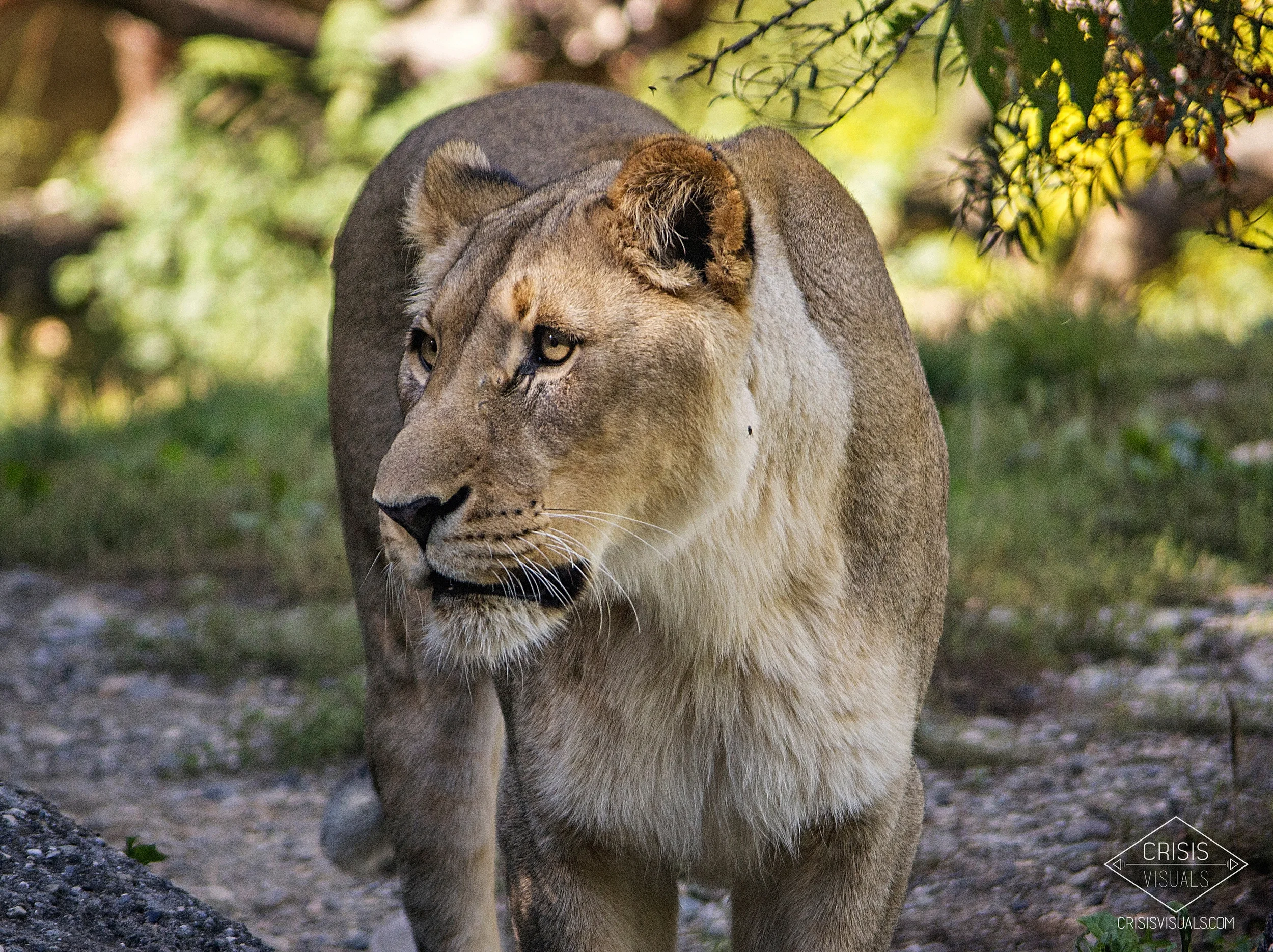 Lioness
