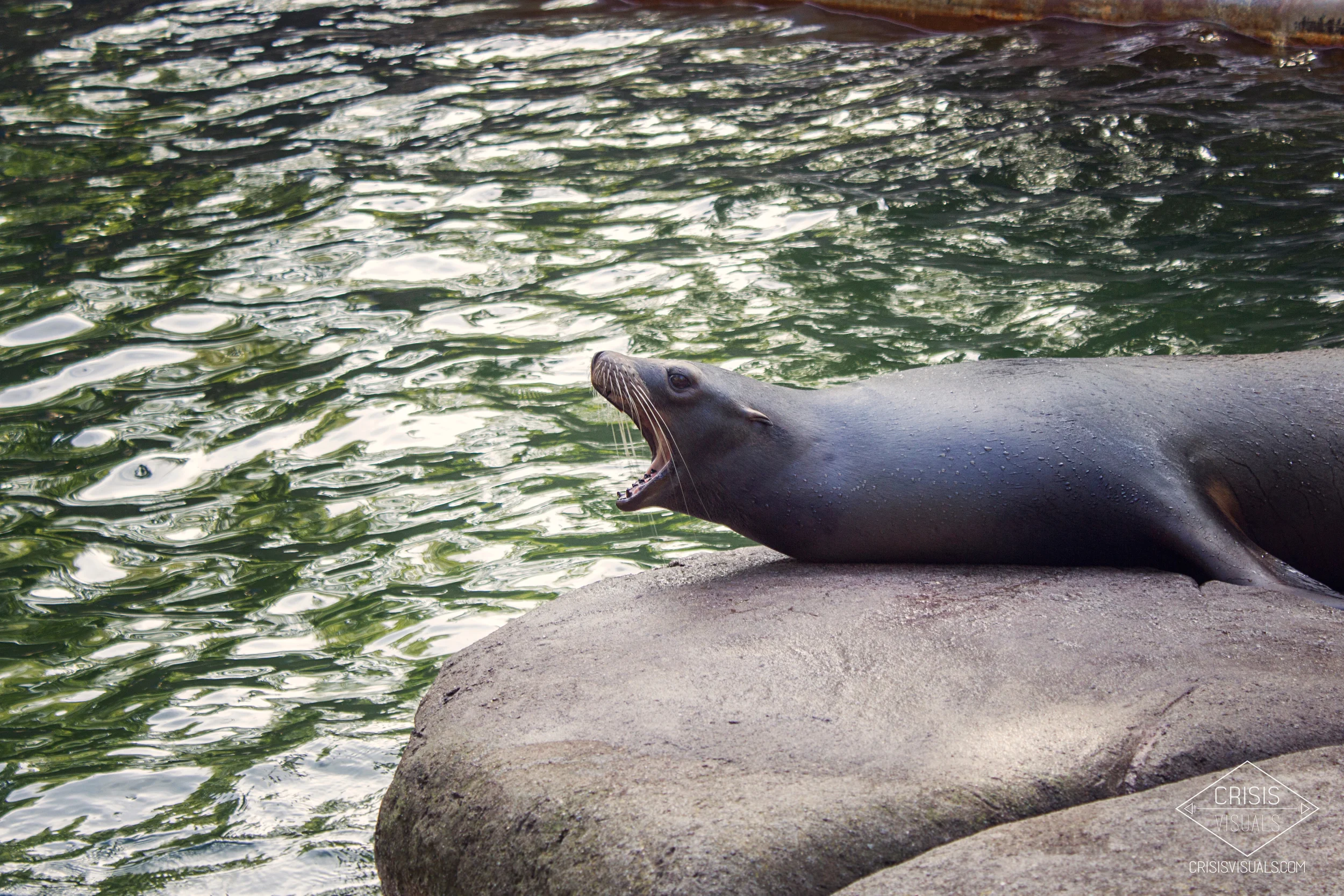 Sealion