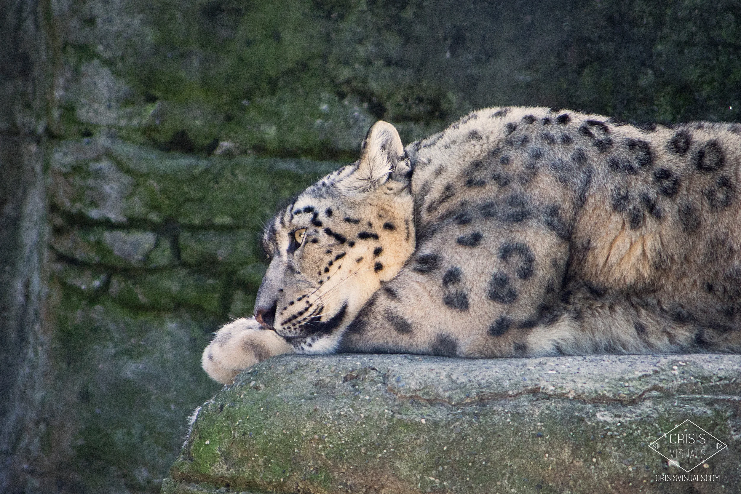 White leopard - Close