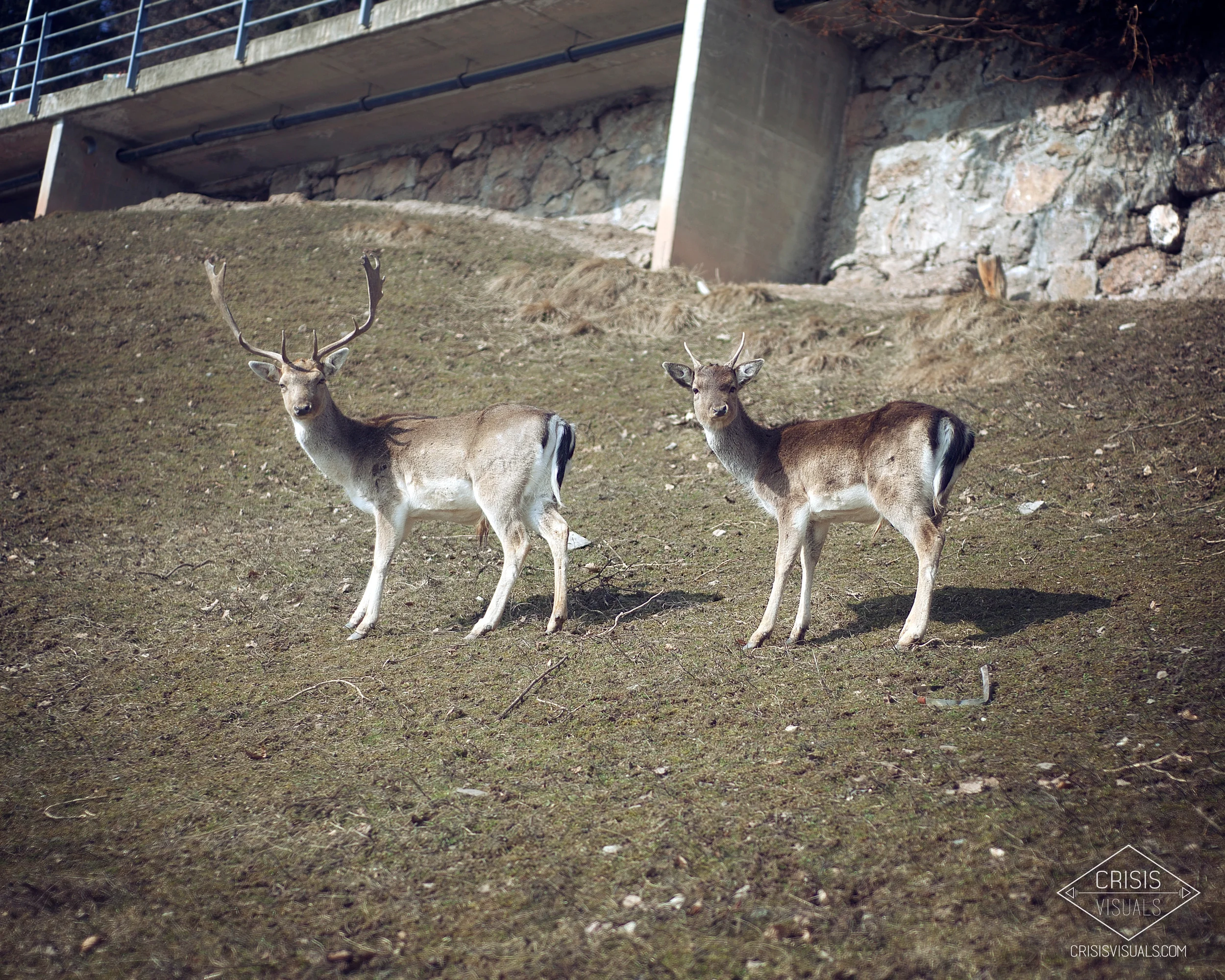 Deer Couple