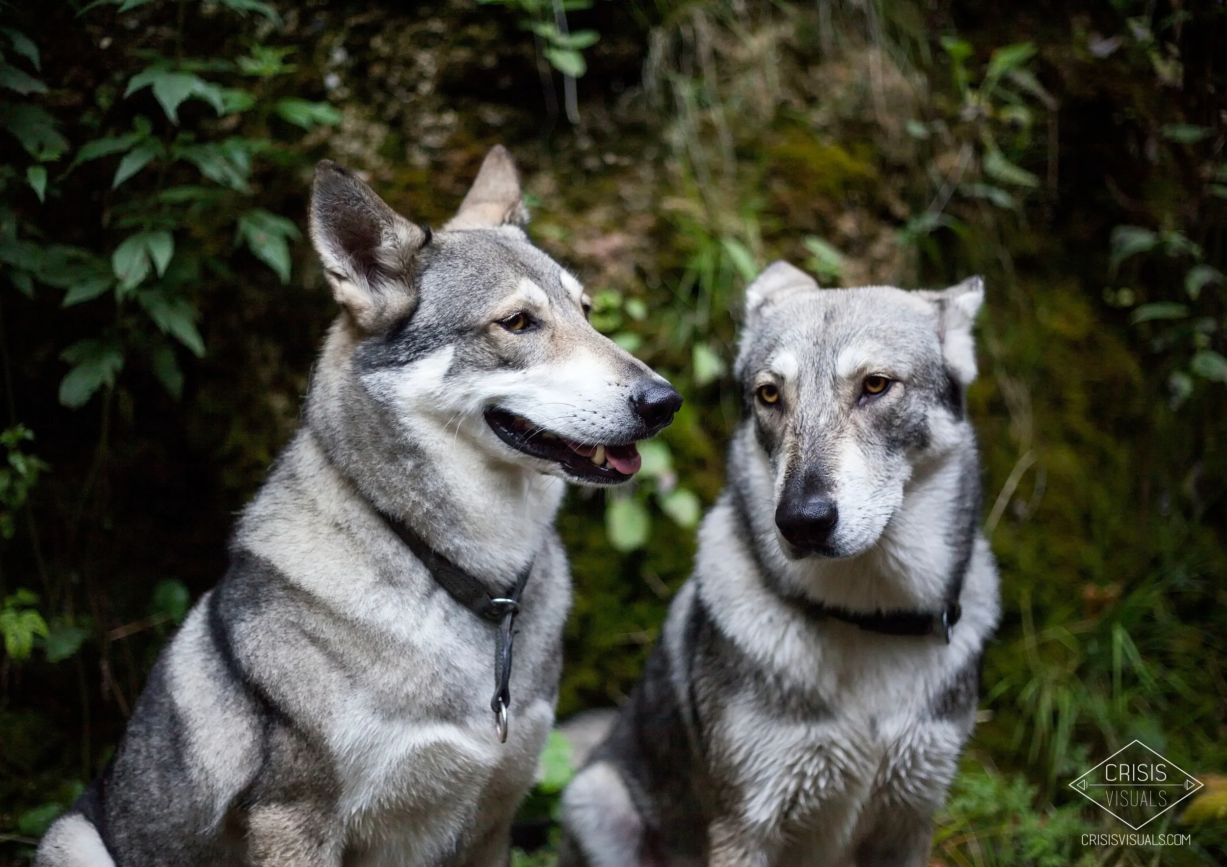Saarlos Wolfs