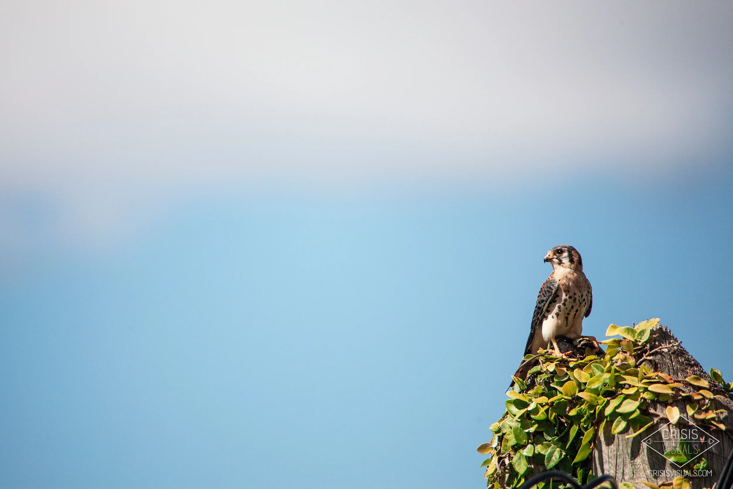 Tigligli Falcon