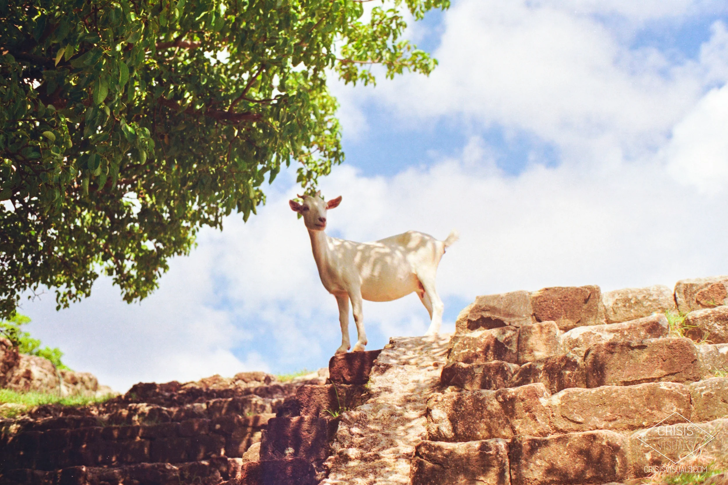 Wandering Goat
