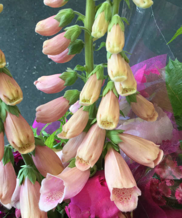 Foxgloves from Alissa's Flowers