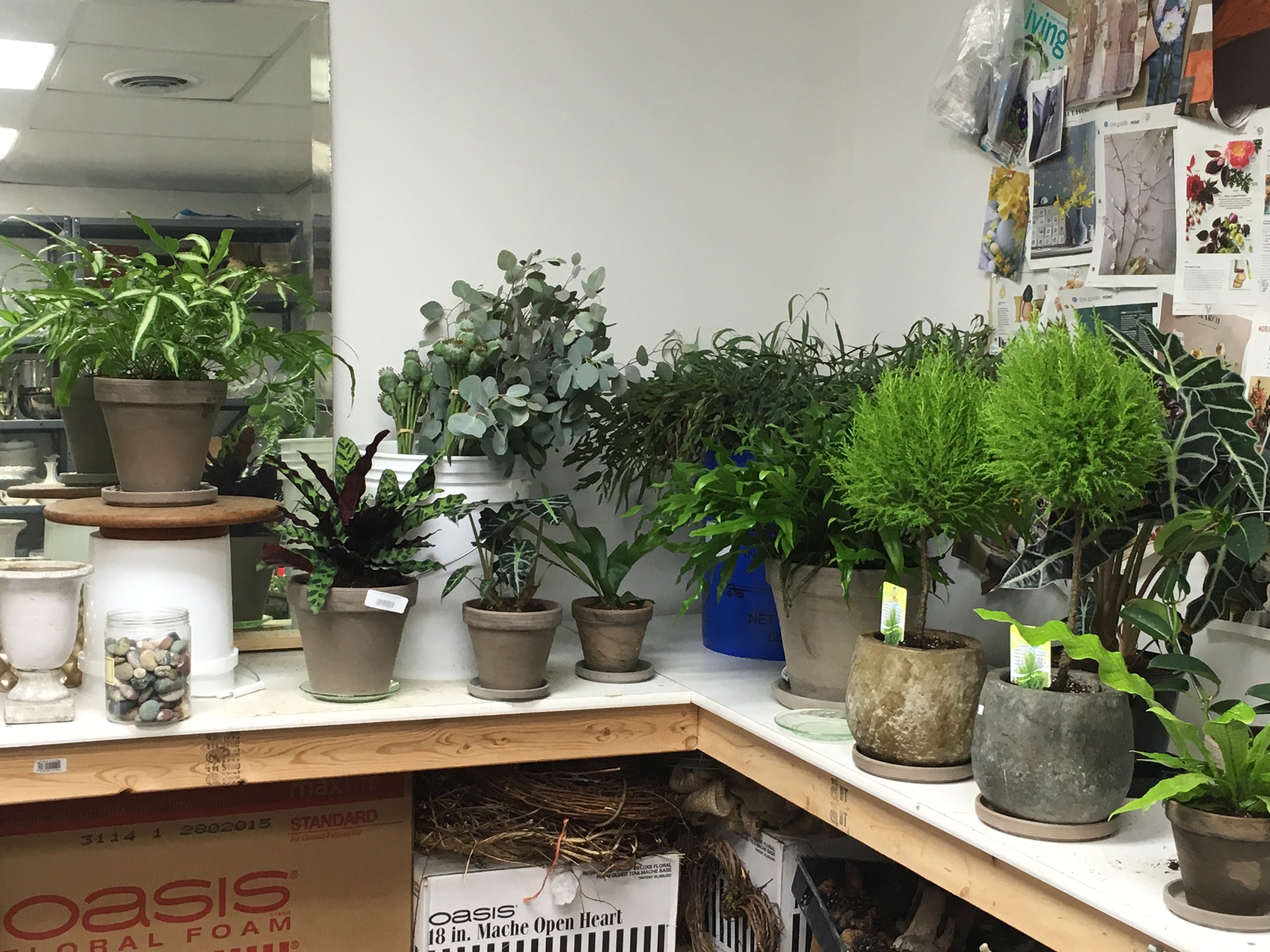 Transplanting Houseplants