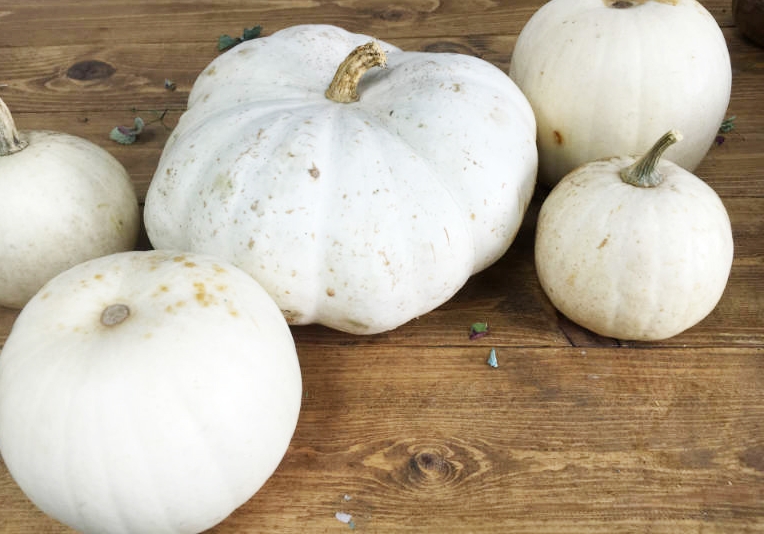 White Pumpkins.jpg