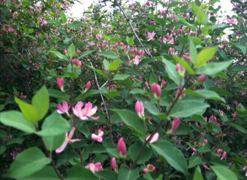Wild honeysuckle on my farm.