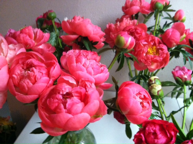 coral charm peonies.jpg