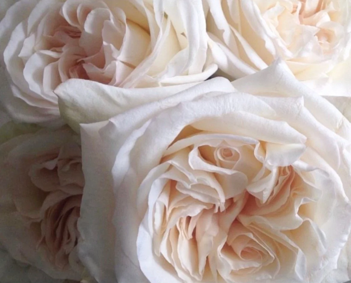 Screenshot 2024-01-13 at 11.05.02 AM.JPEG