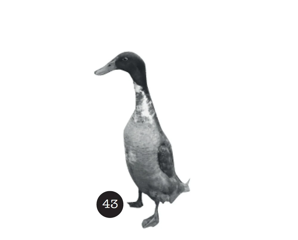 Indian Runner Duck