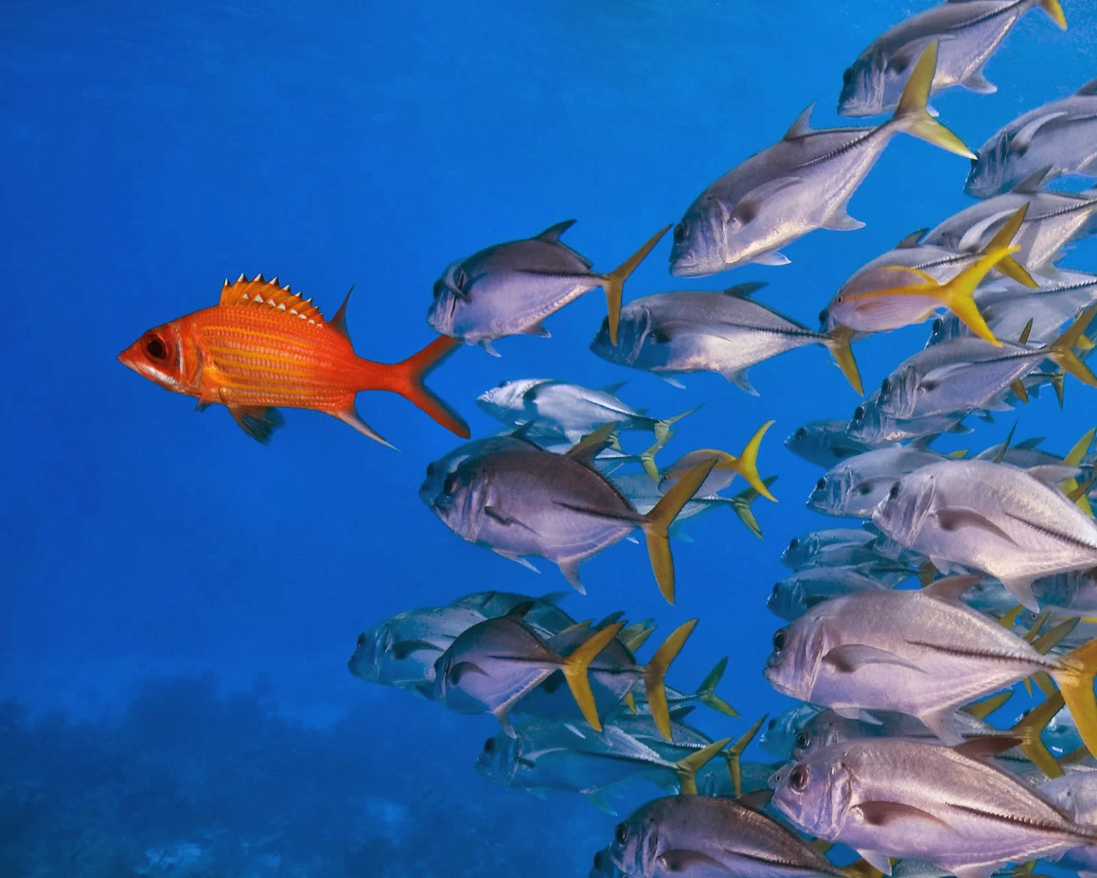 fish 3.jpg
