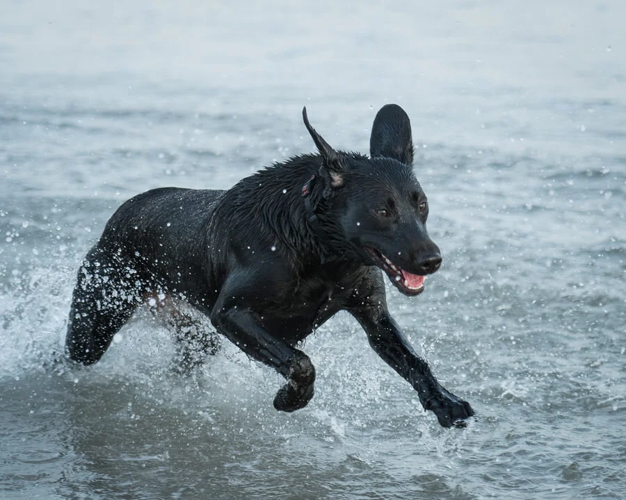 peteroharaphotography-dog-portraits-palm-beach-florida-D4_102_0500-web-2-jpms.jpg