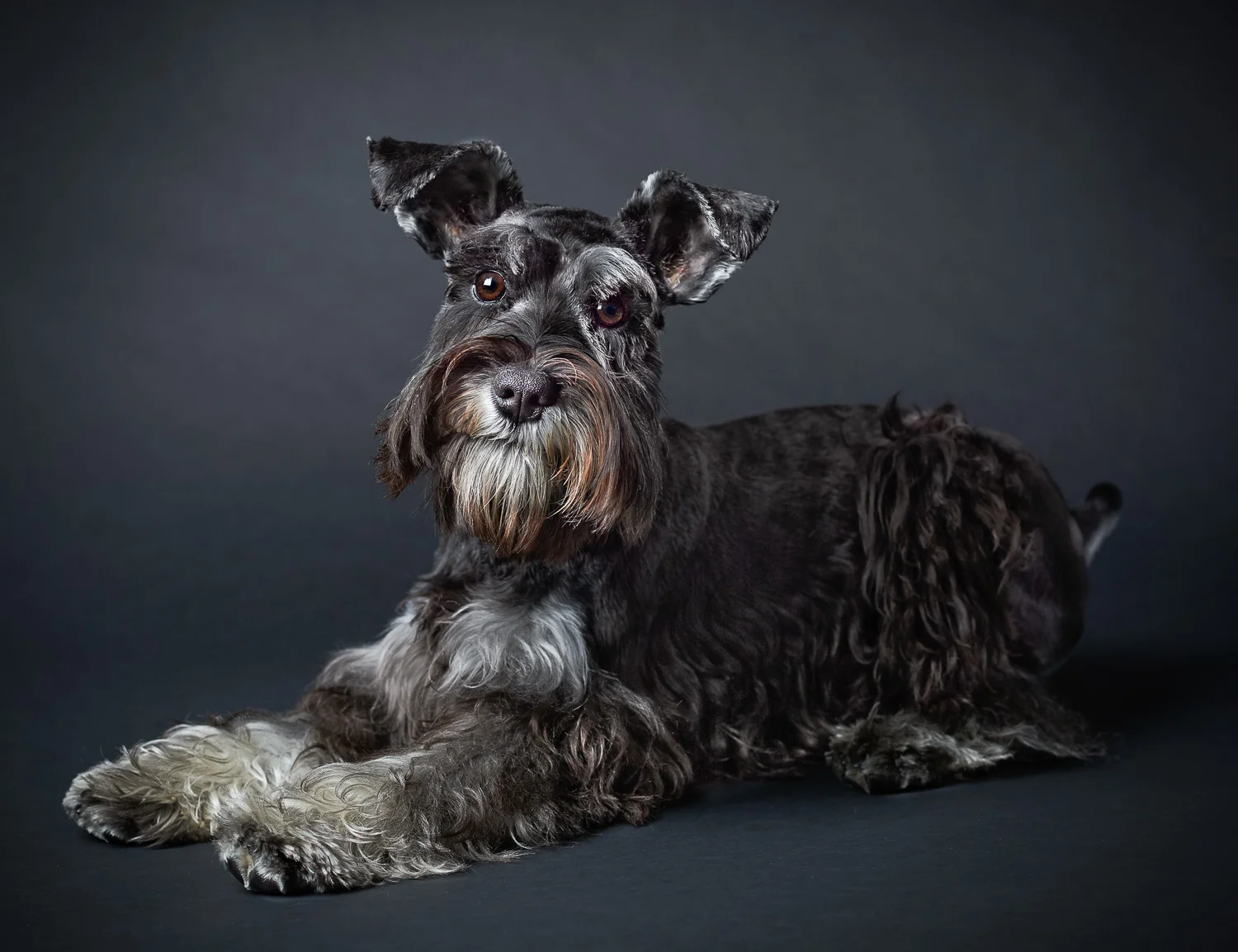 peteroharaphotography-pet-portraits-palm-beach-florida-OM-143-C1-16bit-web.jpg