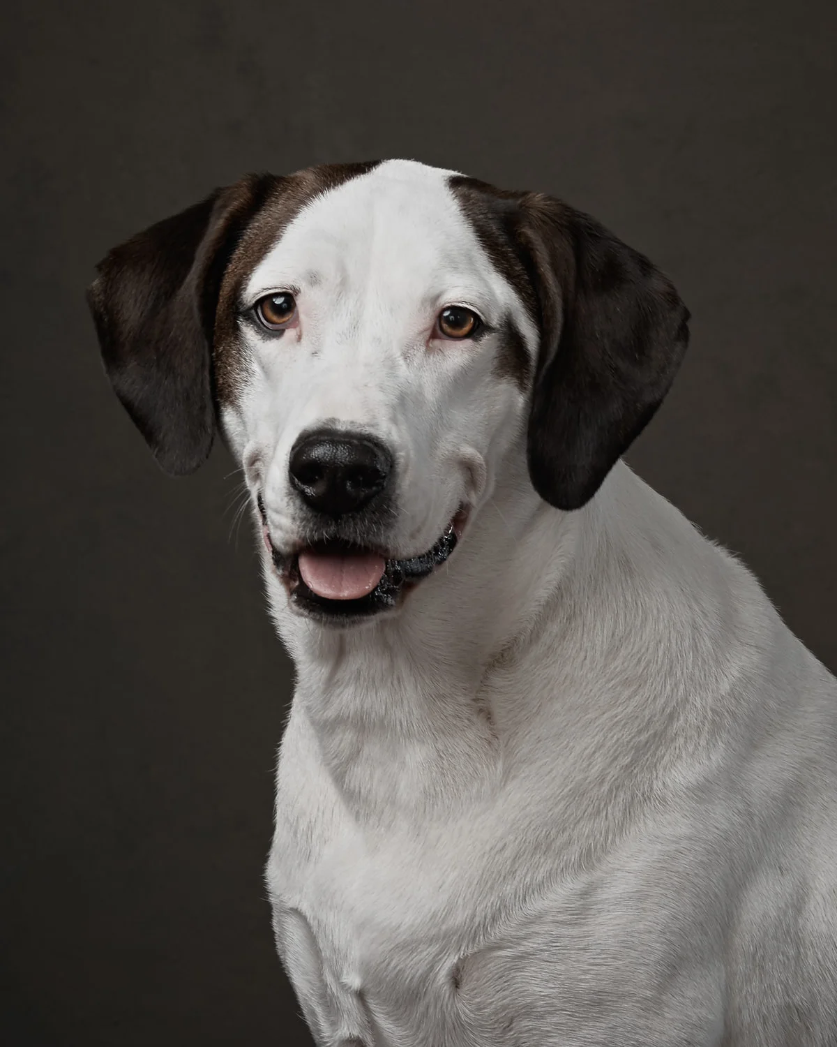 peteroharaphotography-pet-portraits-palm-beach-florida-RM-039-C1-web.jpg