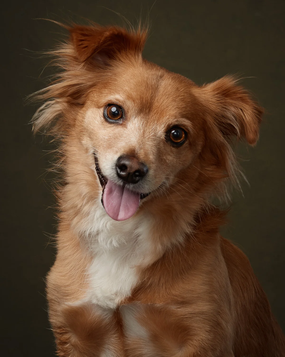 peteroharaphotography-pet-portraits-palm-beach-florida-TD-019-C1-web-2-jpm.jpg