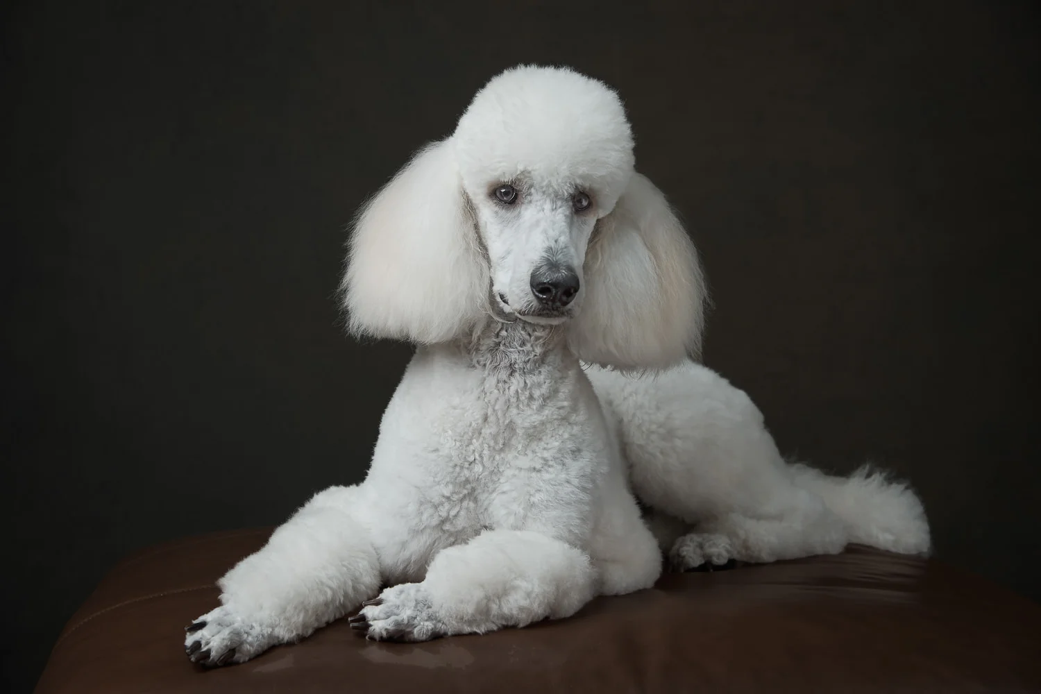 peteroharaphotography-pet-portraits-palm-beach-florida-RC-074-C1-web-jpm.jpg