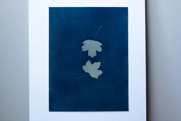 11x14 Original Cyanotype