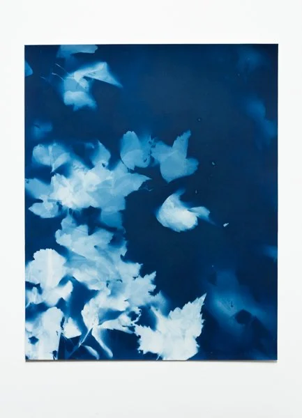 16 x 20 Original Cyanotype
