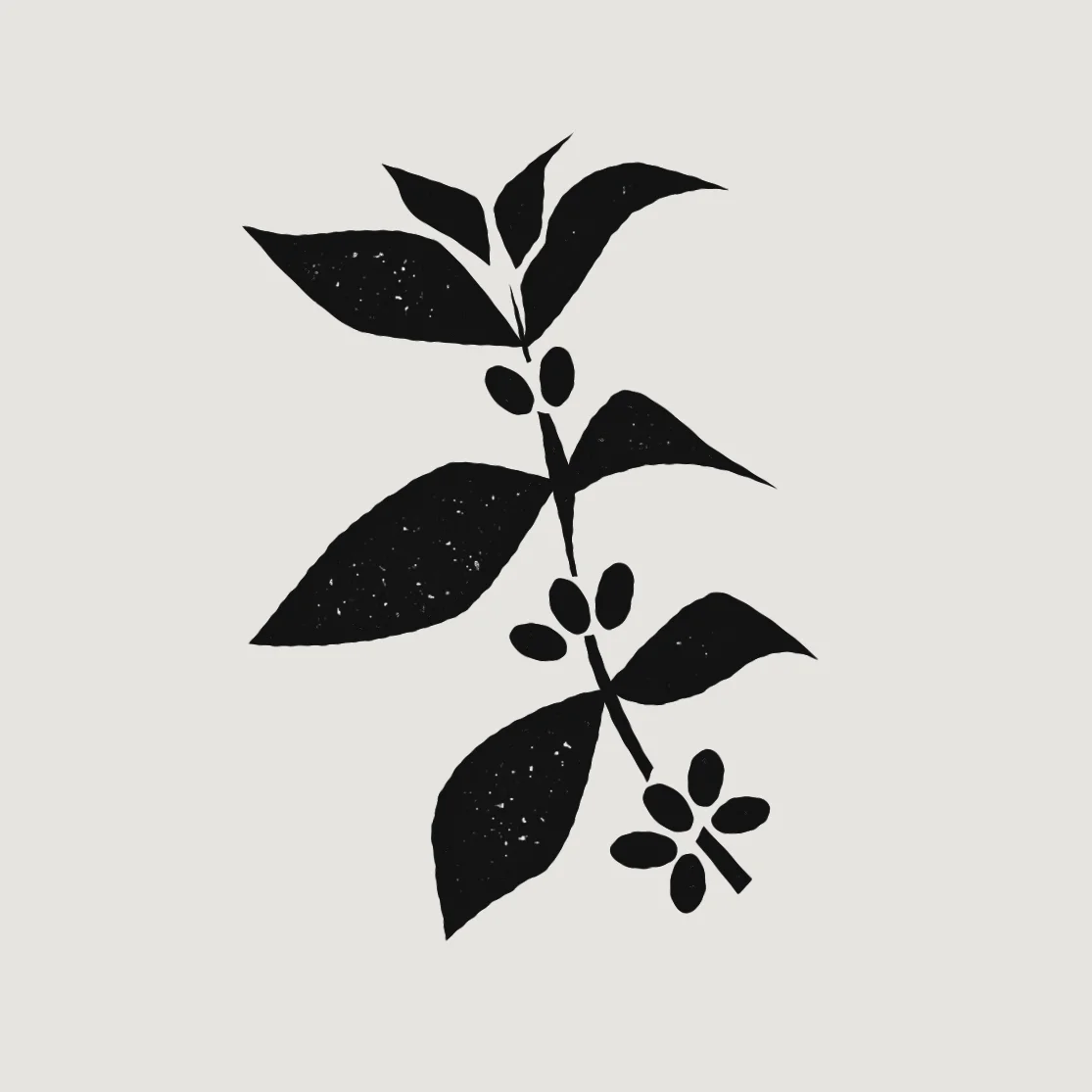 zumbar_coffeeShrub_BG3.jpg