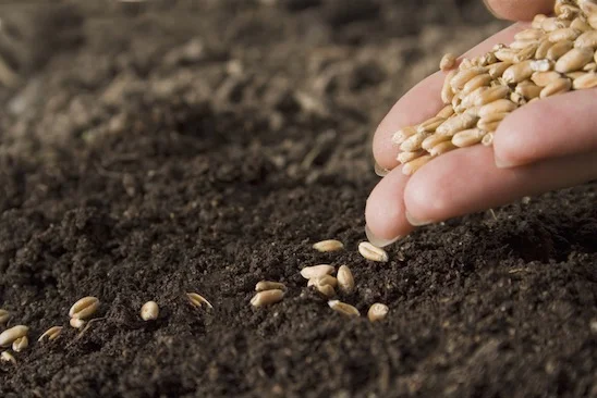 planting seeds.jpg