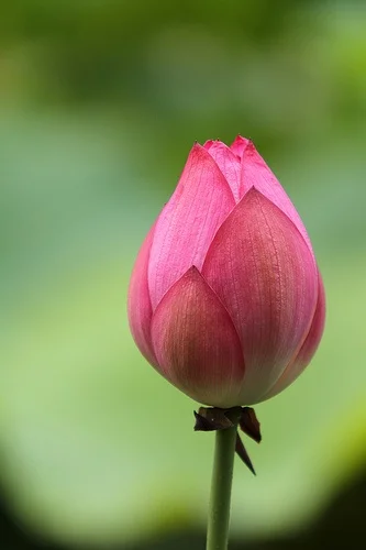 flower bud.jpg