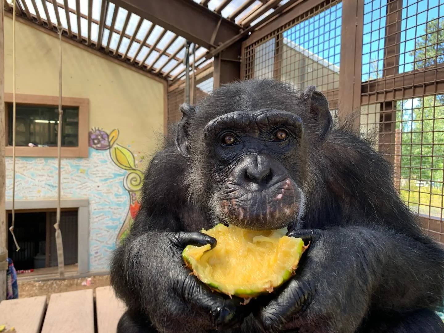 We are excited to provide a spectacular vegan menu for Chimpanzee Sanctuary Northwest (CSNW) for their HOOT! Fundraiser event at @block41_seattle on October 3rd! 
@chimpsanctuary is an organization that offers a better, dignified life for chimpanzee