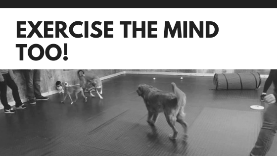 Exercise the Mind.png