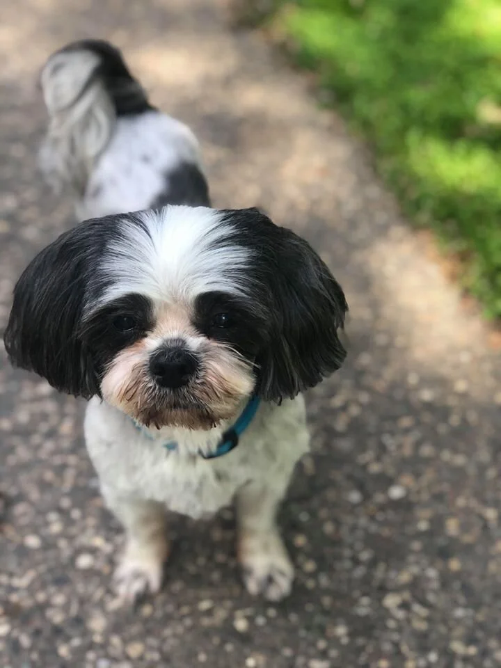 Foster — Grey Face Rescue & Retirement