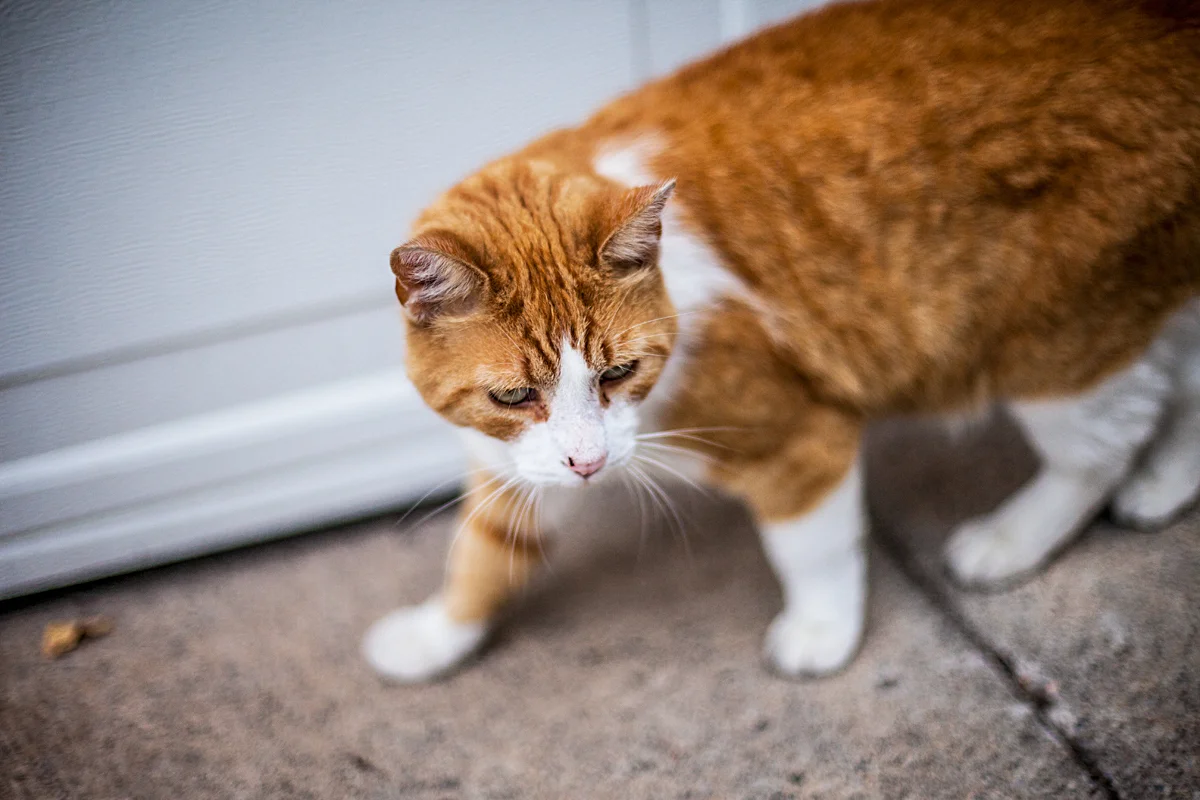STREET CAT 2.jpg
