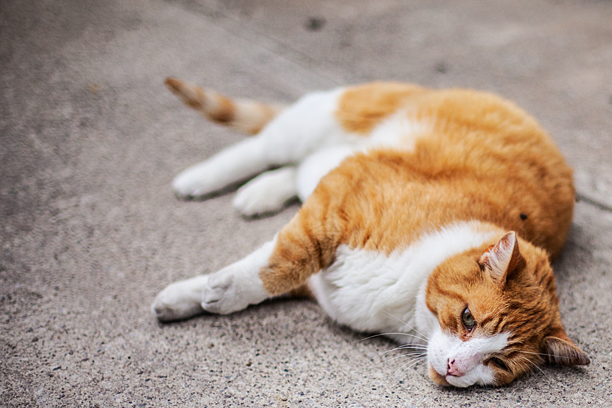STREET CAT.jpg