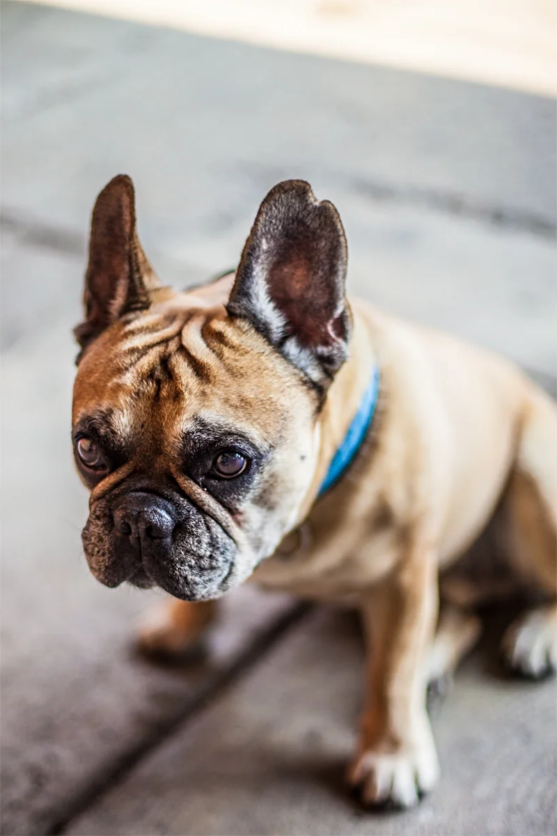 SAD PUPPY.jpg