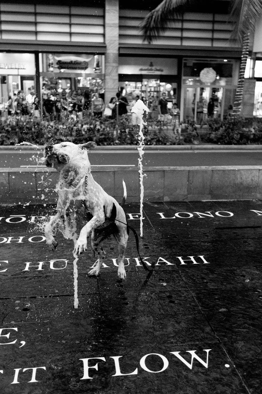 PAPAS_BW_007.jpg