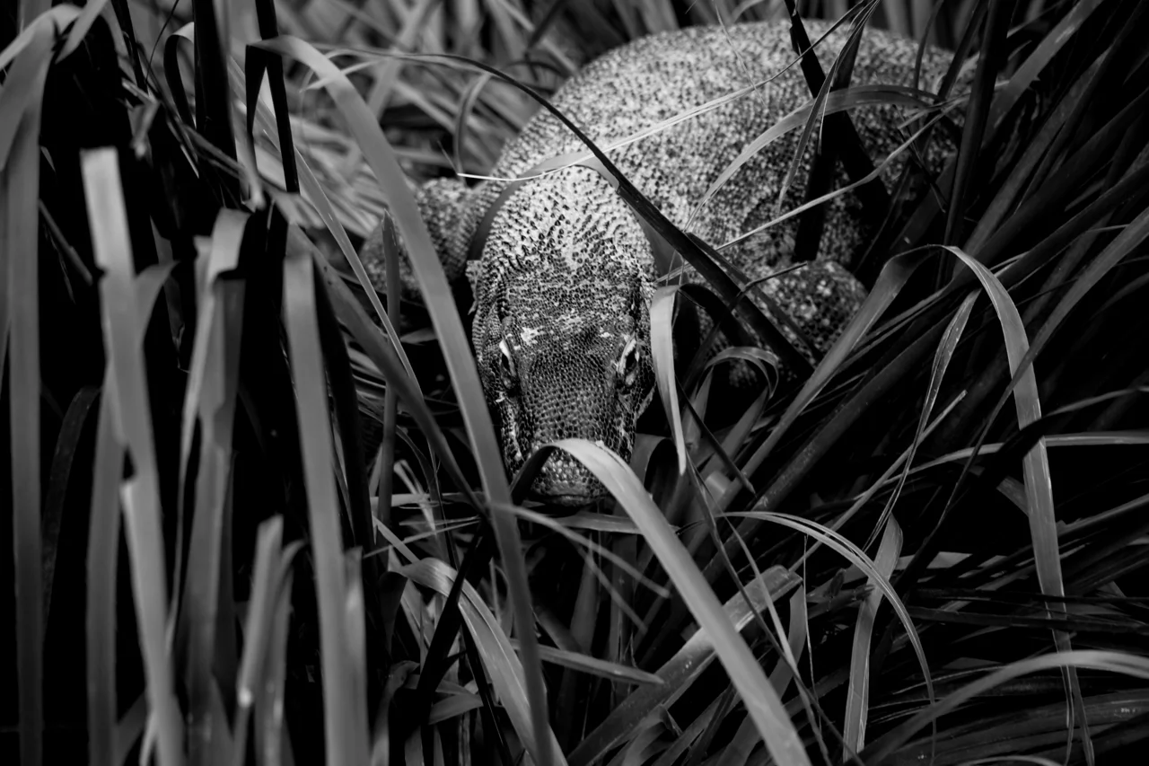 PAPAS_BW_046.jpg