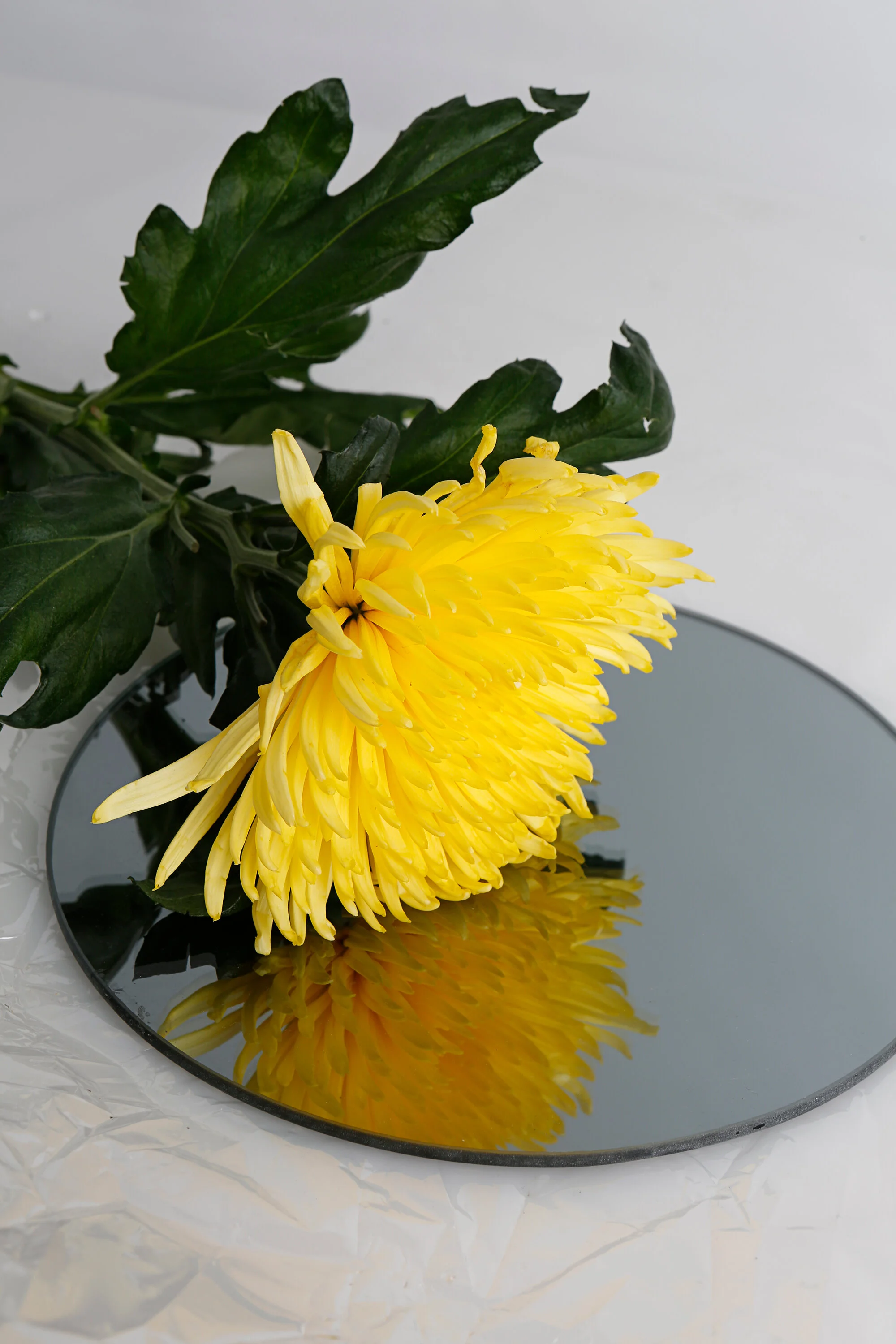 flowers_0112.jpg