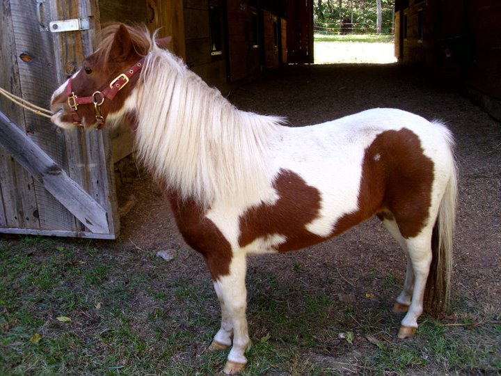 horse.jpg