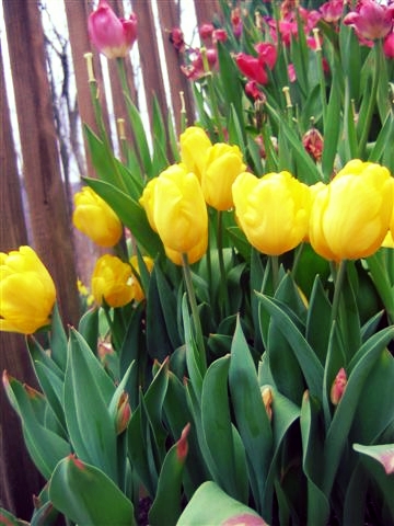 daffodils-3-30-10-031.jpg