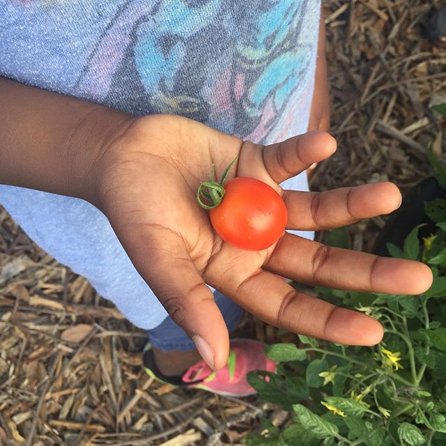 Cherry tomato time!