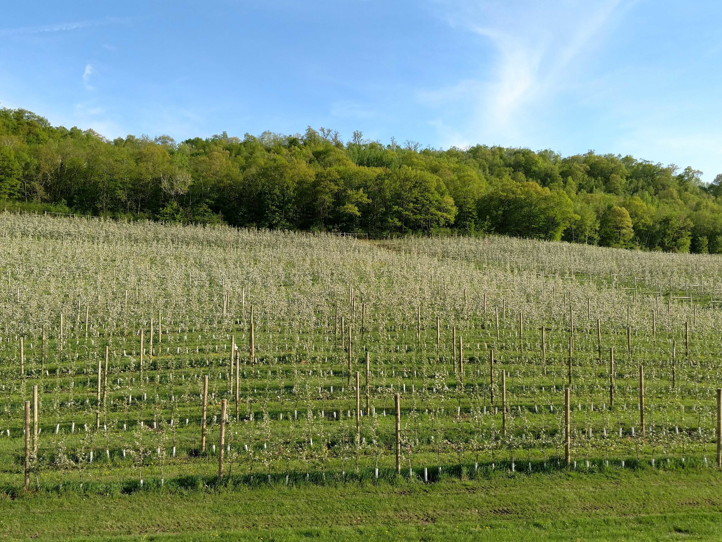 Sacia_Orchards_Gallery_Wisconsin_Orchard_Bloom1.jpg