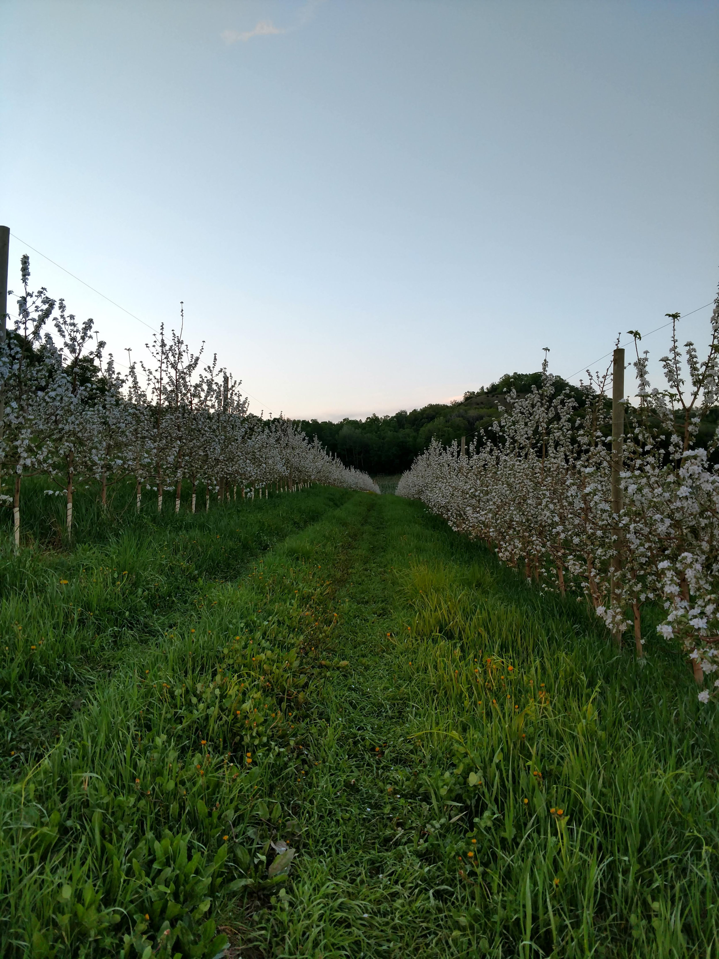 Sacia_Orchards_Gallery_Wisconsin_Orchard_Bloom2.jpg