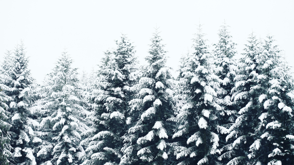 Winter Holiday Break  