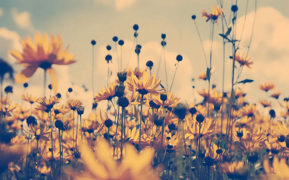 Wildflowers5-1152x720-desktopia.net.jpg