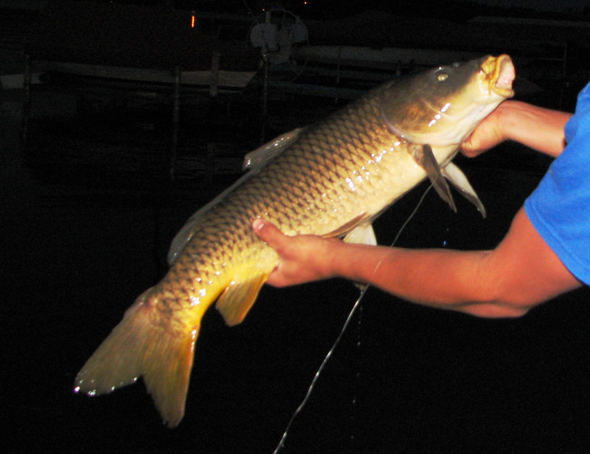 Catching carpsmall.jpg